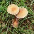 herbst_spds_9_.jpg