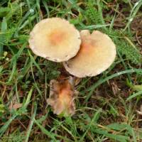 herbst_spds_9_.jpg
