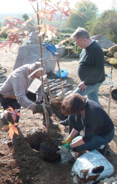 amberbaum1.jpg amberbaum1.jpg